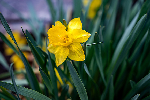 Flowers On Campus- April 2026