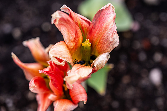 Flowers On Campus- April 2026
