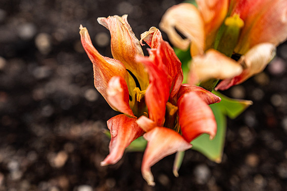 Flowers On Campus- April 2026