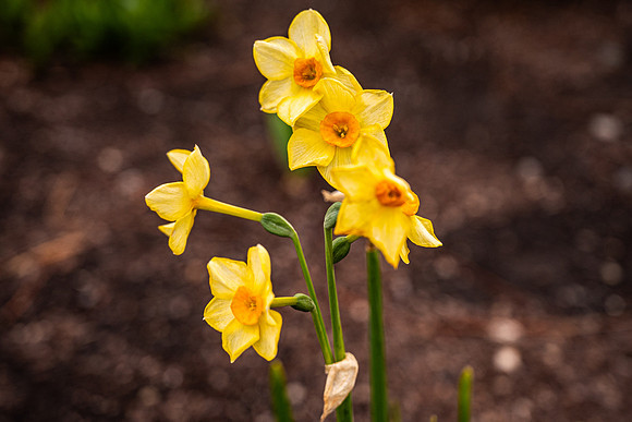 Flowers On Campus- April 2026