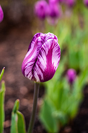 Flowers On Campus- April 2026
