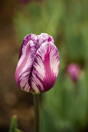 Flowers On Campus- April 2026