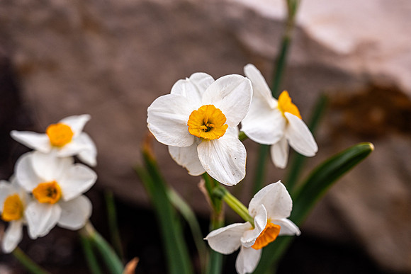 Flowers On Campus- April 2026