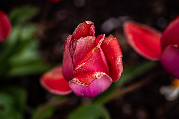 Flowers On Campus- April 2026