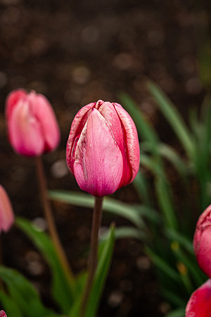 Flowers On Campus- April 2026