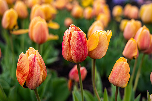 Flowers On Campus- April 2026