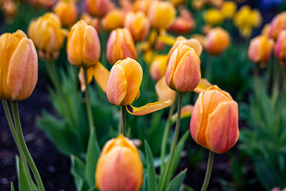 Flowers On Campus- April 2026