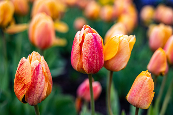 Flowers On Campus- April 2026