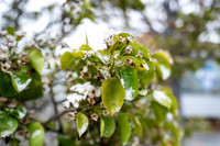 Snow And Students On Campus- April 2026