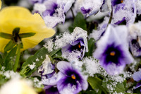 Snow And Students On Campus- April 2026