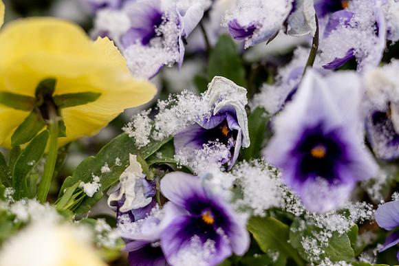 Snow And Students On Campus- April 2026