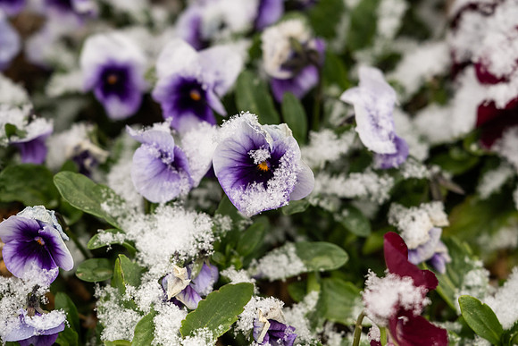 Snow And Students On Campus- April 2026