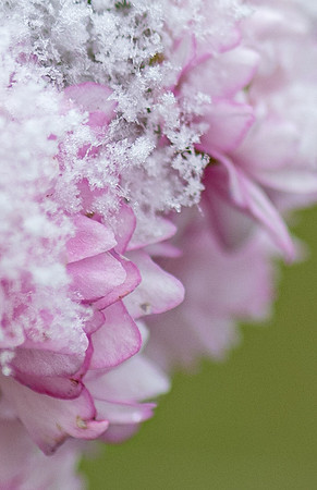 Spring Snow - Apr. 2026