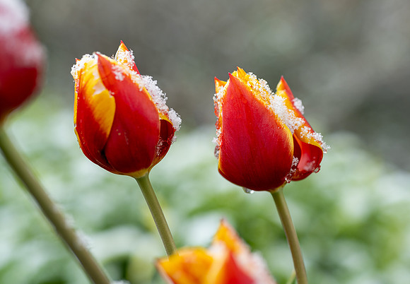 Spring Snow - Apr. 2026