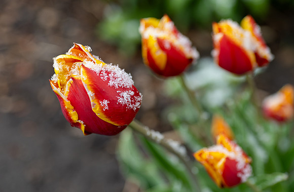 Spring Snow - Apr. 2026