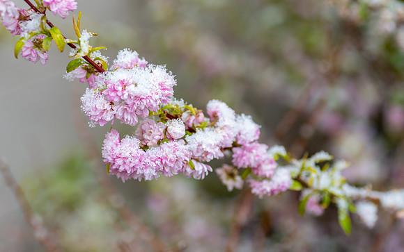 Spring Snow - Apr. 2026