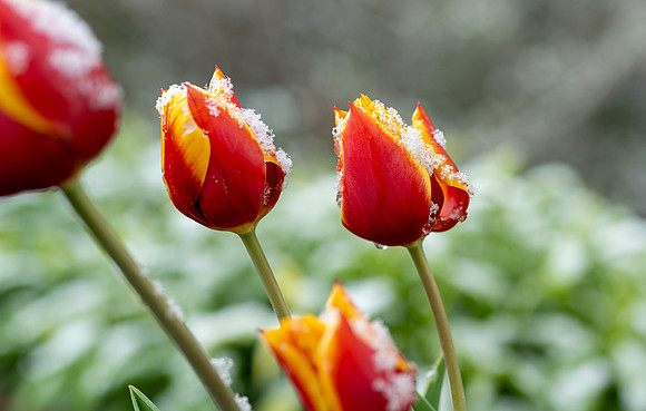 Spring Snow - Apr. 2026