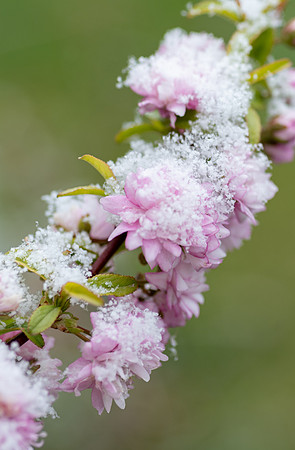 Spring Snow - Apr. 2026