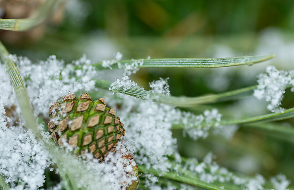 Spring Snow - Apr. 2026