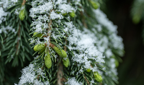 Spring Snow - Apr. 2026