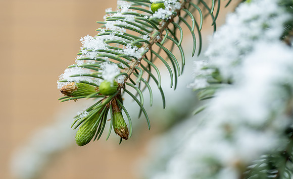 Spring Snow - Apr. 2026