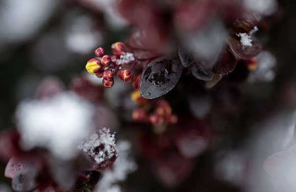 Spring Snow - Apr. 2026