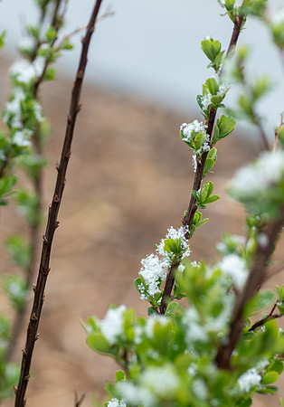 Spring Snow - Apr. 2026