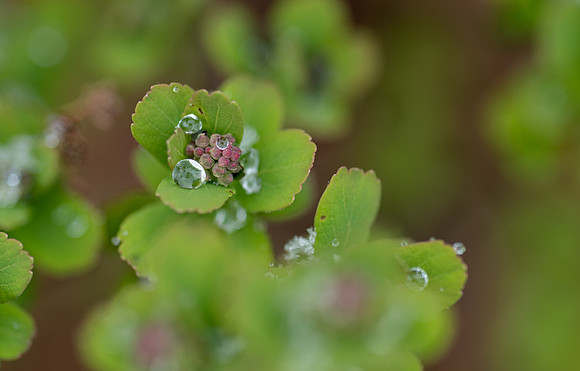 Spring Snow - Apr. 2026