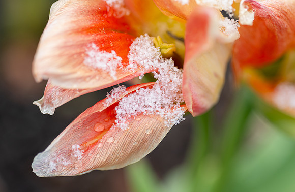 Spring Snow - Apr. 2026