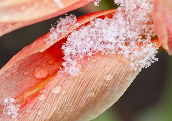 Spring Snow - Apr. 2026
