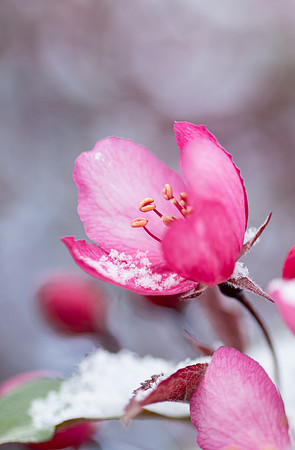 Spring Snow - Apr. 2026