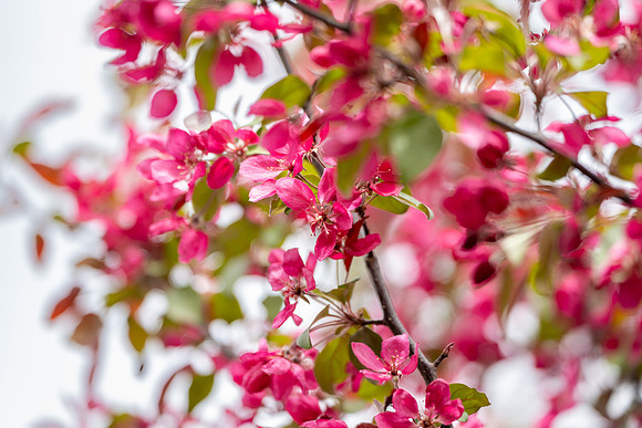 Glorious  BYUI - Apr 2026