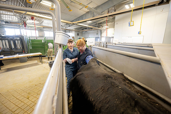 Animal Science Cow AI - April 2026
