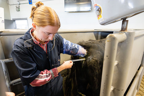 Animal Science Cow AI - April 2026