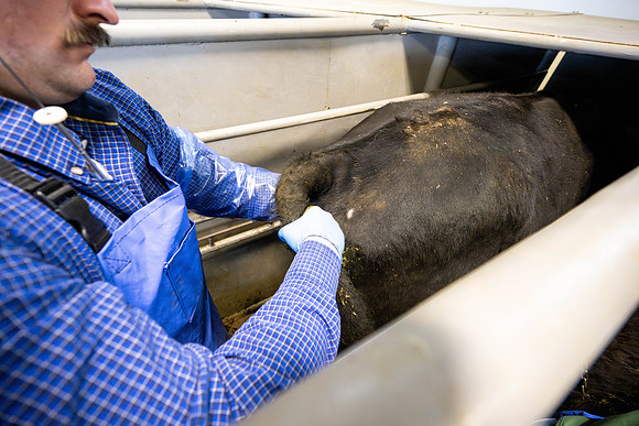 Animal Science Cow AI - April 2026