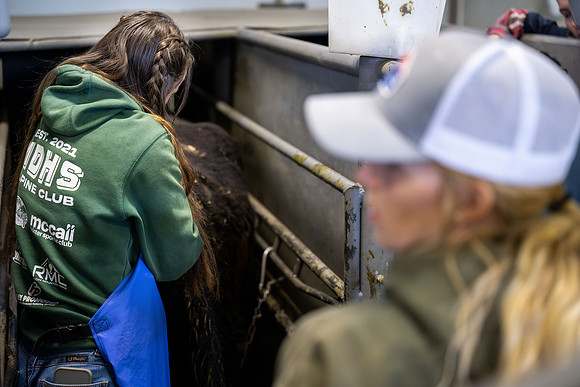 Animal Science Cow AI - April 2026
