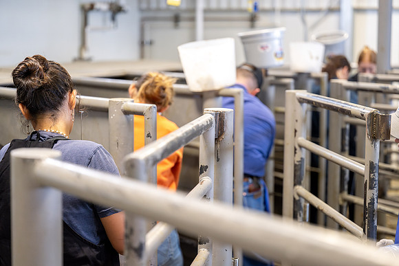 Animal Science Cow AI - April 2026