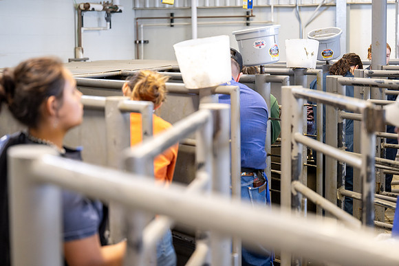 Animal Science Cow AI - April 2026
