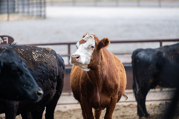 Cow Class - April 2026
