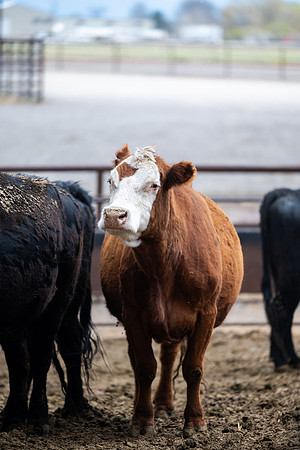 Cow Class - April 2026