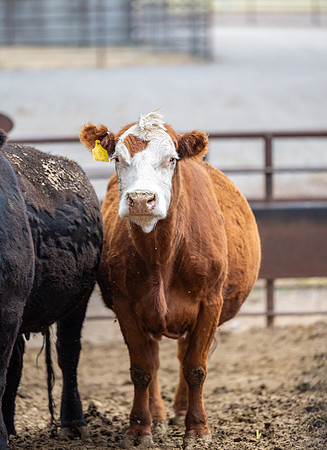 Cow Class - April 2026