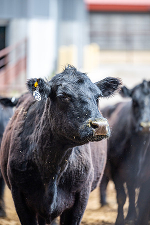 Cow Class - April 2026