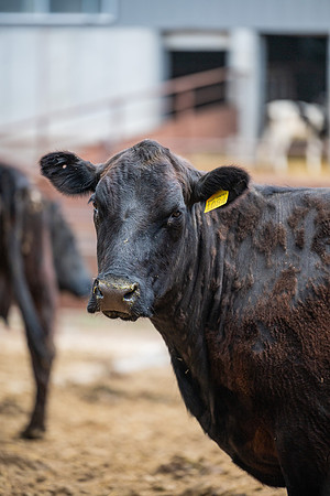 Cow Class - April 2026