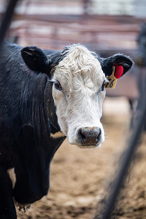 Cow Class - April 2026
