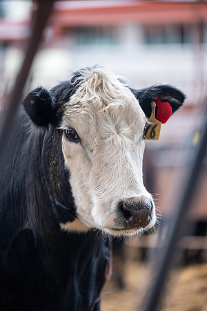 Cow Class - April 2026