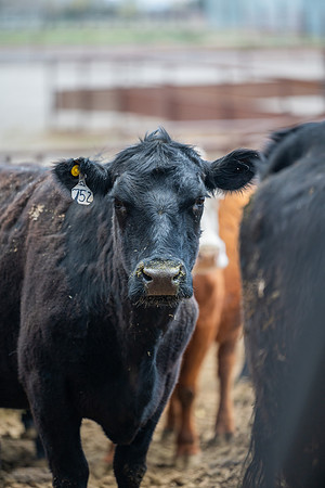 Cow Class - April 2026