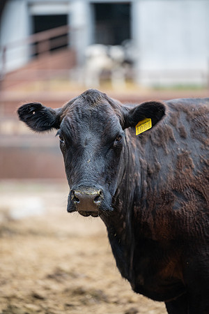 Cow Class - April 2026