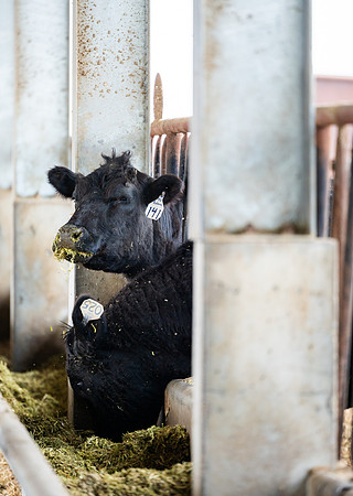 Cow Class - April 2026