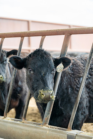 Cow Class - April 2026