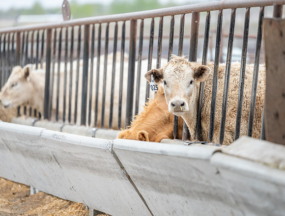 Cow Class - April 2026